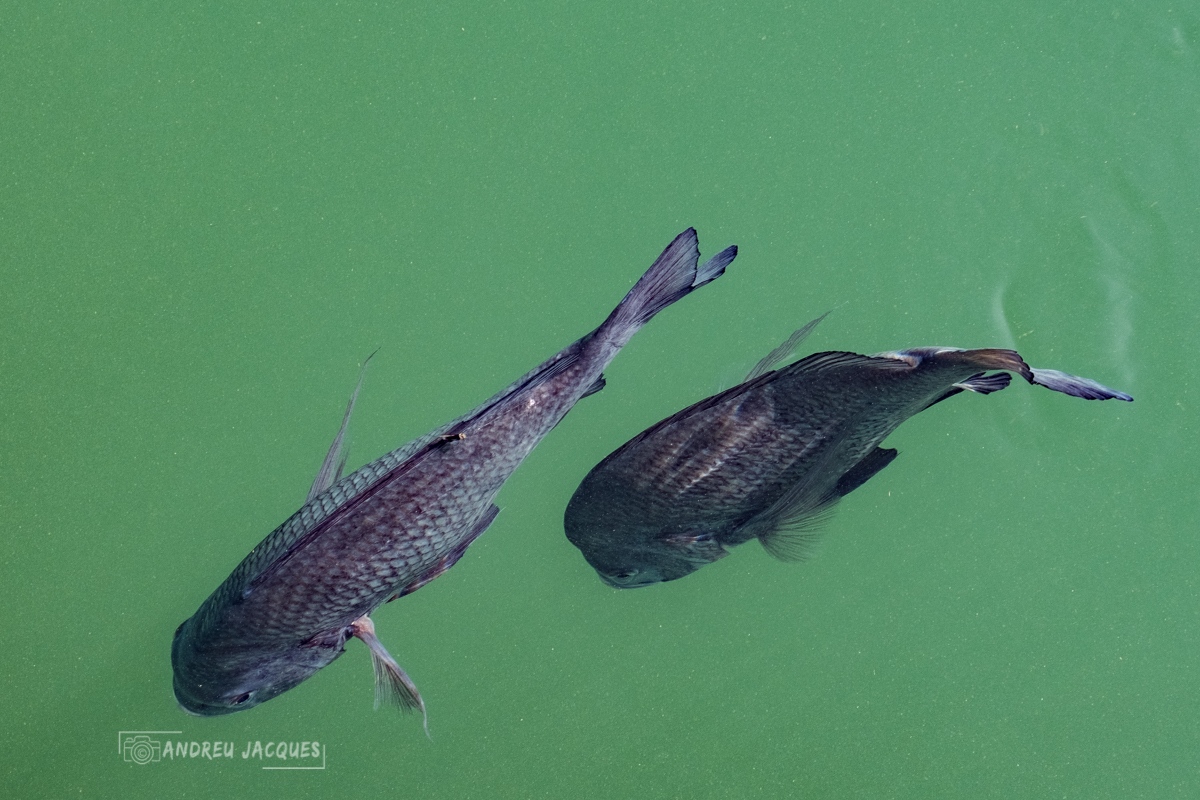 australie 2018-81.jpg